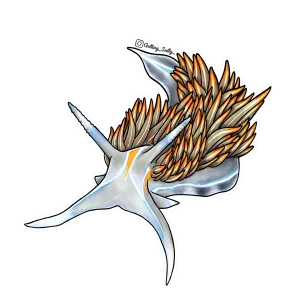 Getting Salty Opalescent Nudibranch